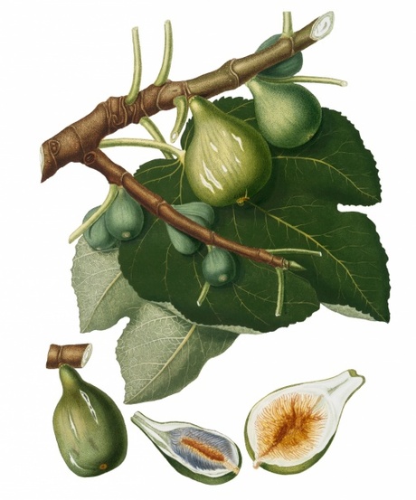 Exhibition Stadsmuseum Woerden: Botanical drawings (working title)